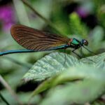 Biotechnology’s Noah’s Ark: Combating the Sixth Extinction