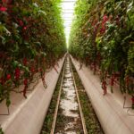 Vertical Farms: The Future of Food, Untethered from the Land