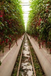 Vertical Farms: The Future of Food, Untethered from…