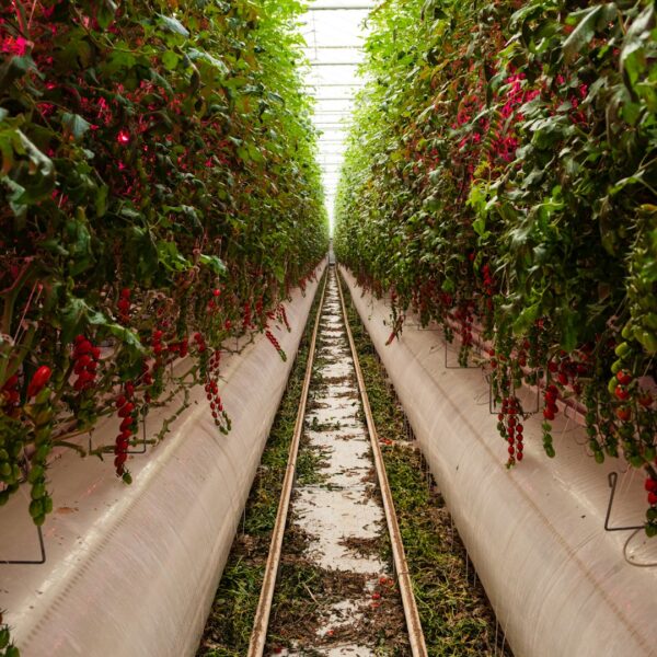 Vertical Farms: The Future of Food, Untethered from…