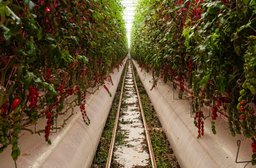 Vertical Farms: The Future of Food, Untethered from…